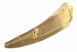 Fossil Plesiosaur (Zarafasaura) Tooth - Morocco #297905-1